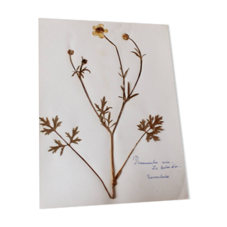 Old French botanical plate – Pressed plant (Buttercup) Format