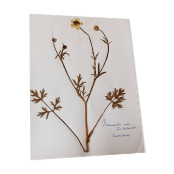 Planche botanique ancienne française – Plante pressée (Bouton d’or) Format