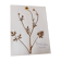 Old French botanical plate – Pressed plant (Buttercup) Format