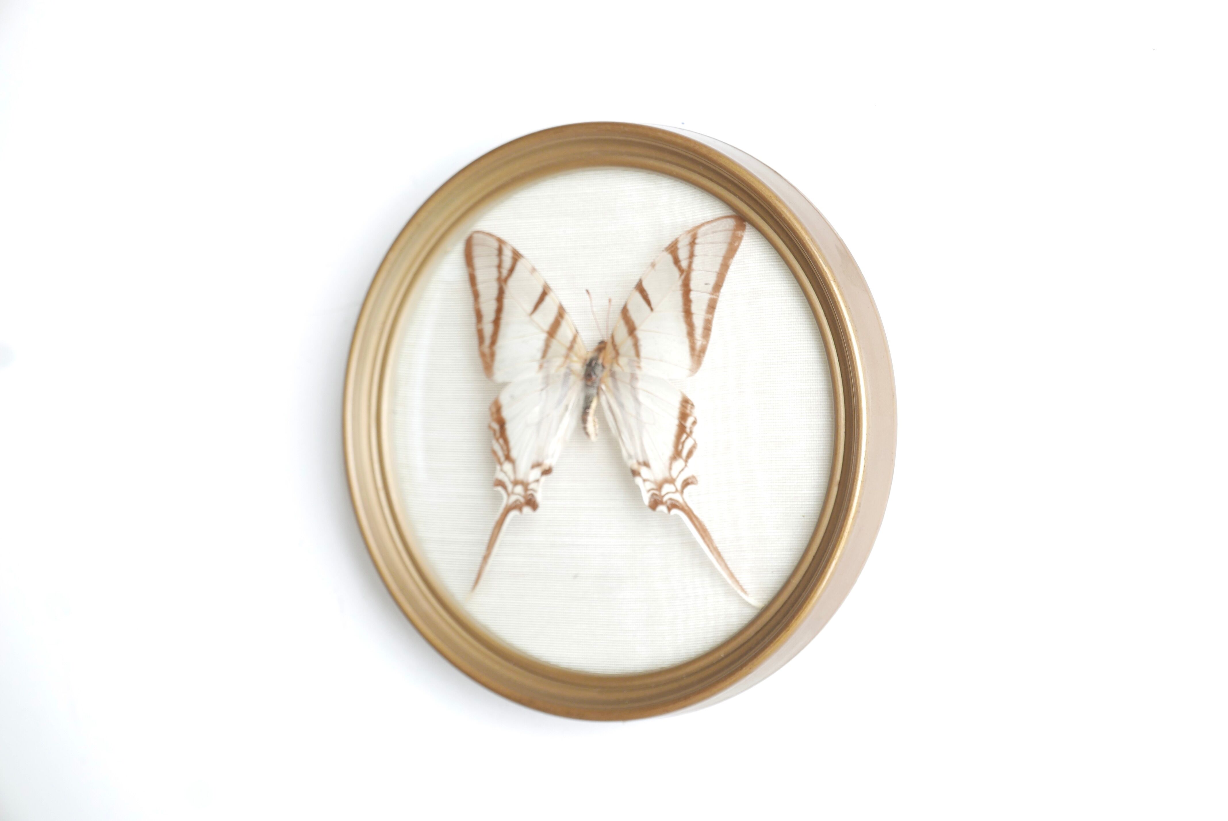 Domed showcase frame, naturalized white butterfly, 60s