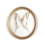 Cadre vitrine bombée, papillon naturalisé blanc, années 60
