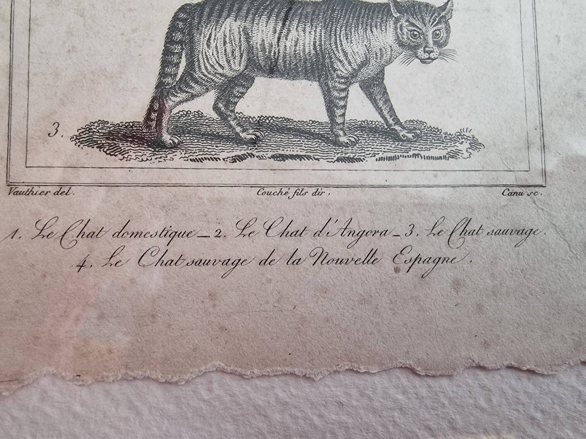 Old print Cats edition Panckoucke