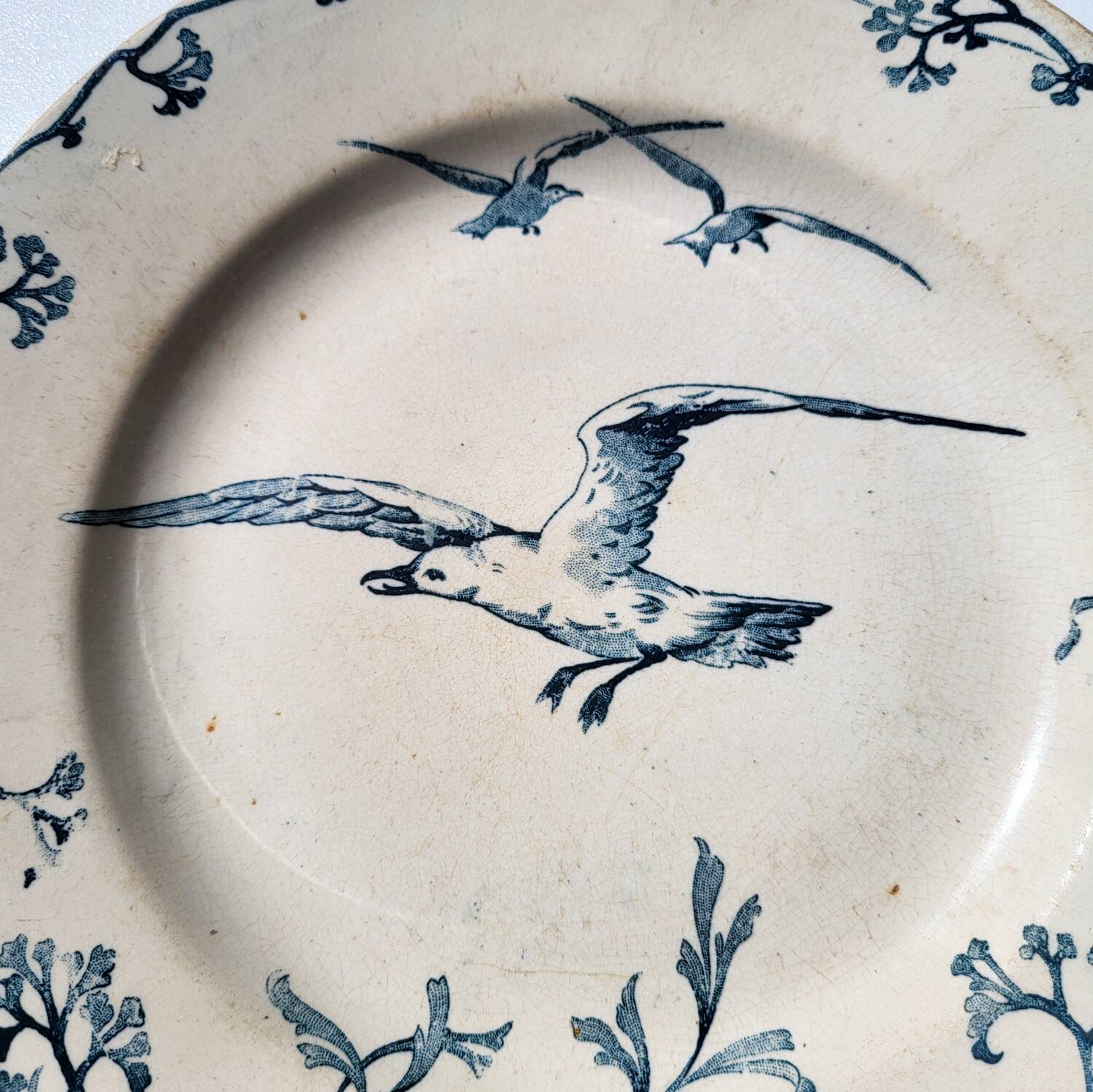 Plate Earth & Sea Seagulls & Seashells