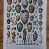 Original lithograph on eggs