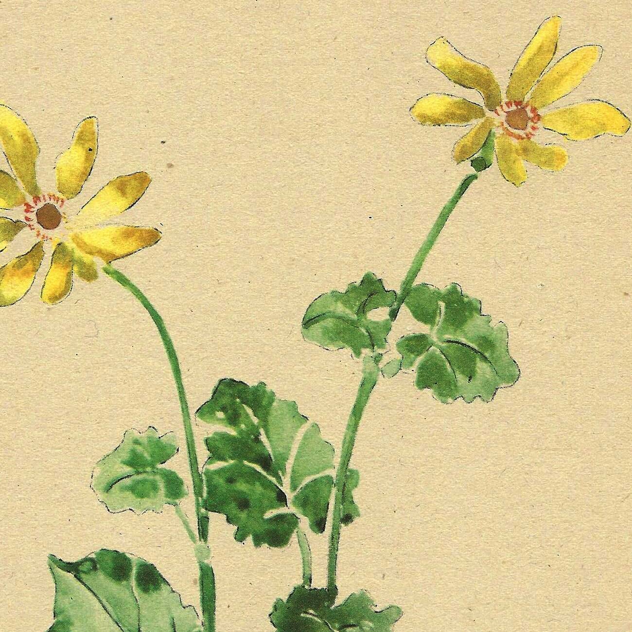 Illustration ancienne 1948 - Ficaire par Strache - Planche fleur vintage