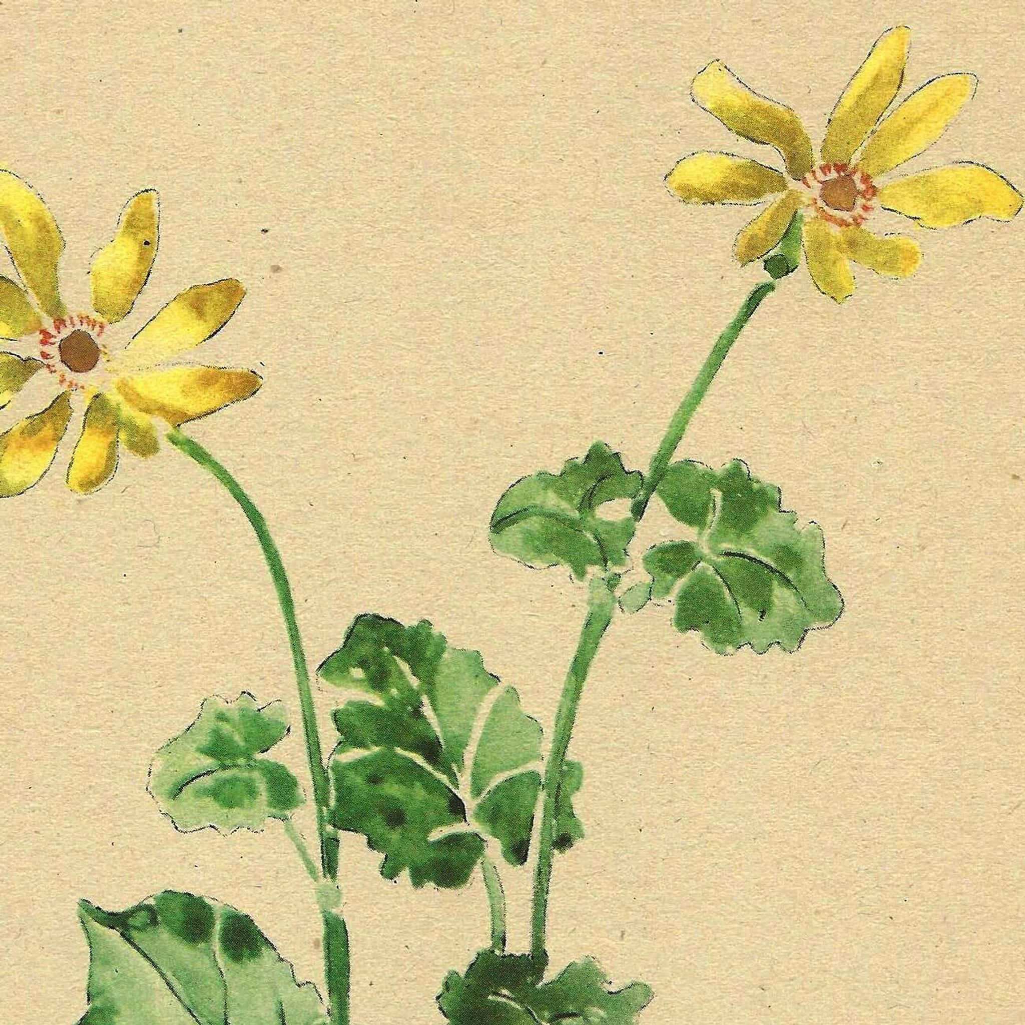 Illustration ancienne 1948 - Ficaire par Strache - Planche fleur vintage