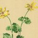Illustration ancienne 1948 - Ficaire par Strache - Planche fleur vintage