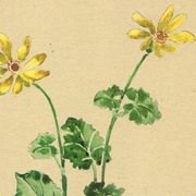 Illustration ancienne 1948 - Ficaire par Strache - Planche fleur vintage