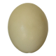 Oeuf d'autuche