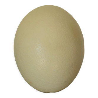 Autuche egg