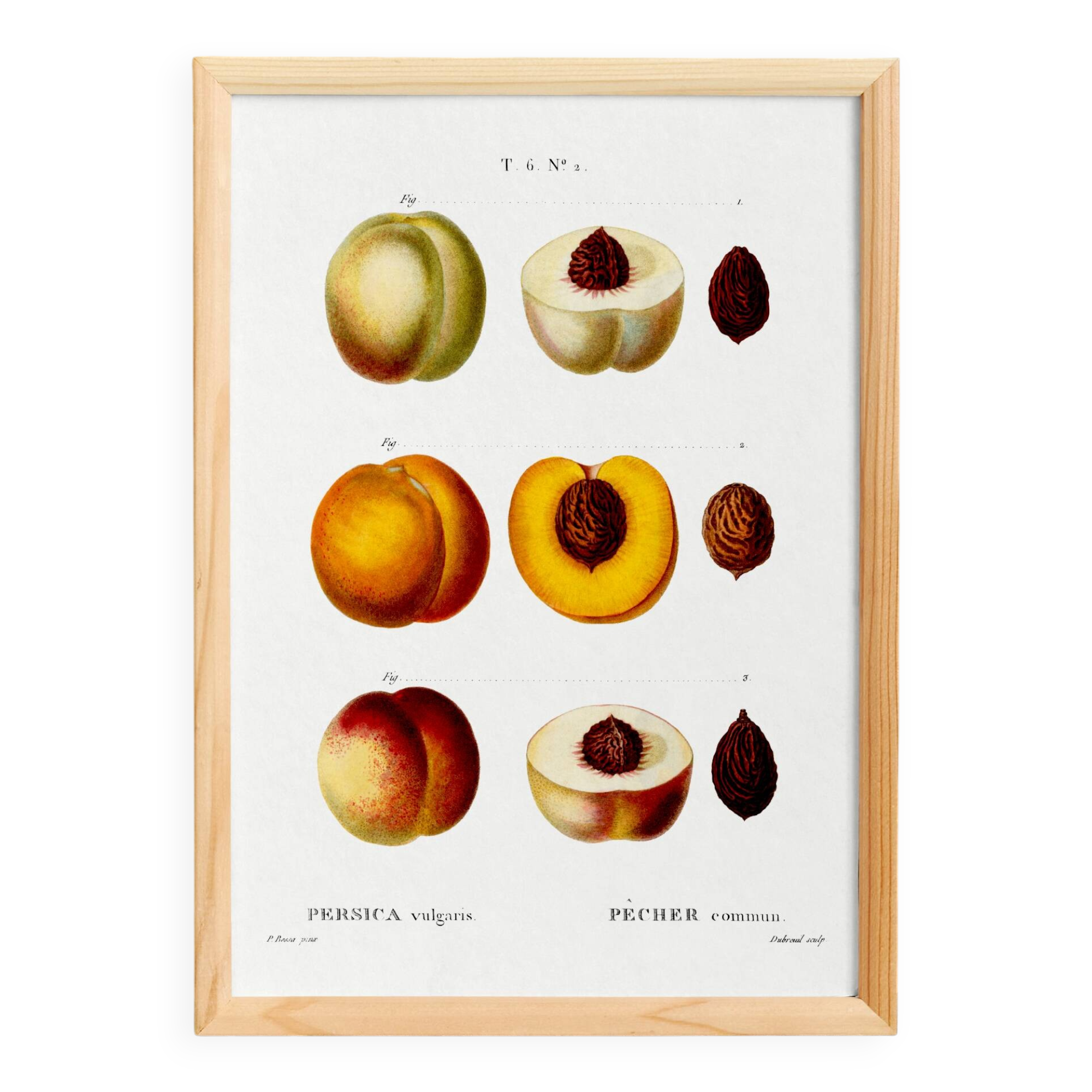 Poster on the theme of the Common Peach Tree, based on an old engraving from 1802