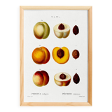 Poster on the theme of the Common Peach Tree, based on an old engraving from 1802