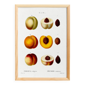 Poster on the theme of the Common Peach Tree, based on an old engraving from 1802