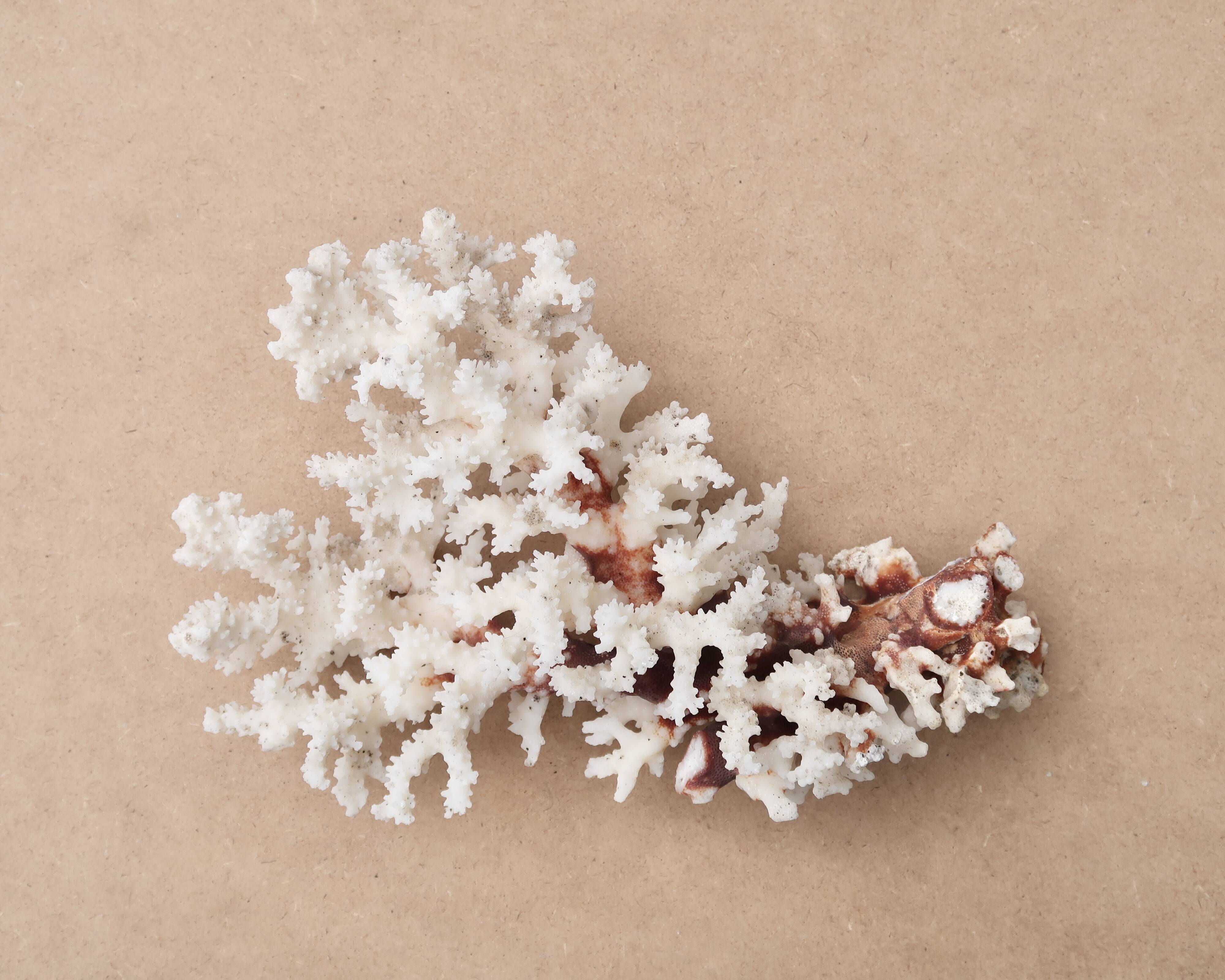 Corail blanc naturel, années 70