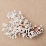 Imposing natural white coral, 70s