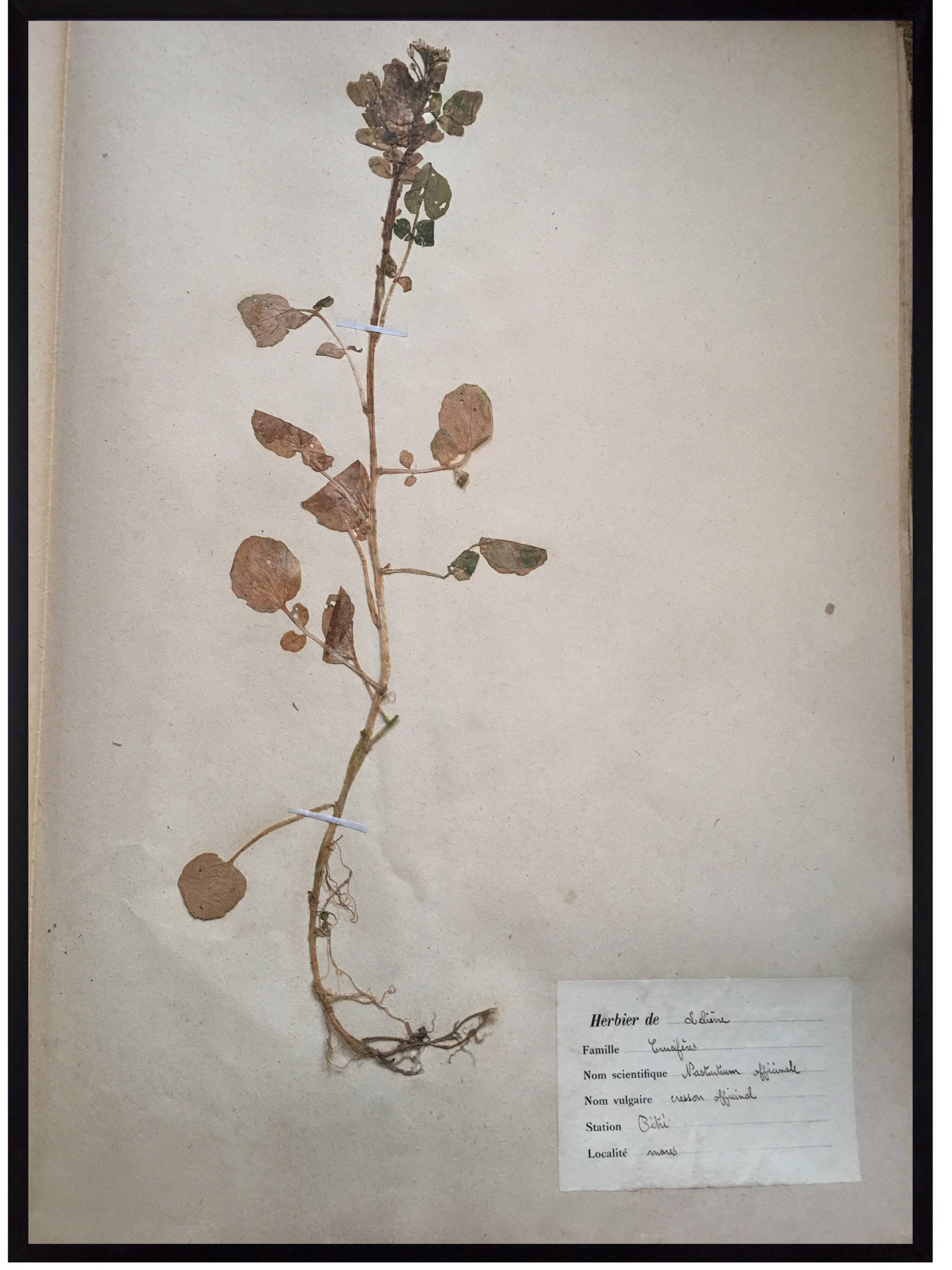 Lot de 4 planches herbier vintage 1924