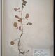 Lot de 4 planches herbier vintage 1924