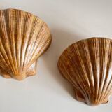 Shell wall enameled by aljezur