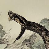 Original zoological plate from 1839 "saurian" the common viper & .....