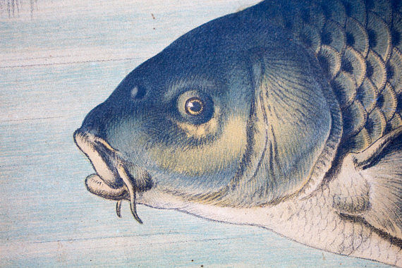 Educational poster, luce, carp, lithograph, Karl Jansky, Böhmen, 1897