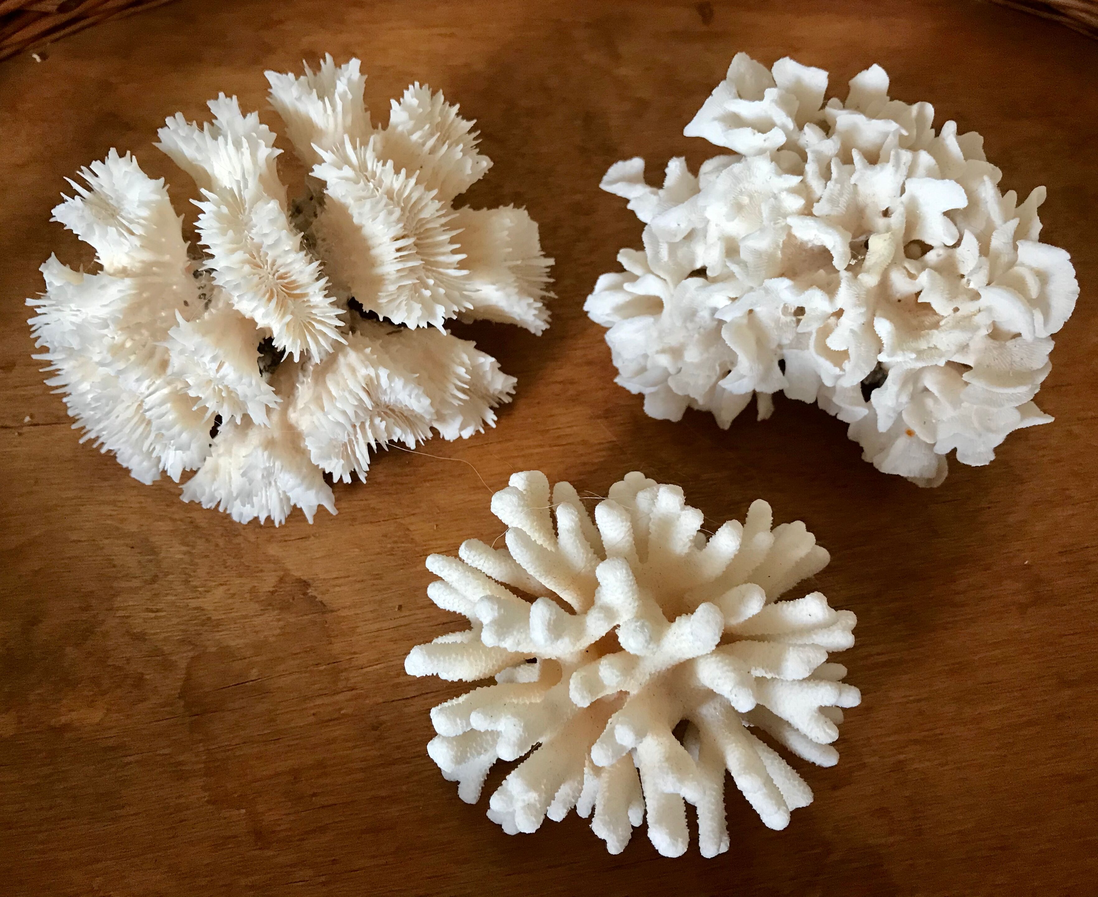 Ancient white coral in trio