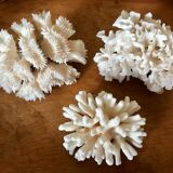 Ancient white coral in trio
