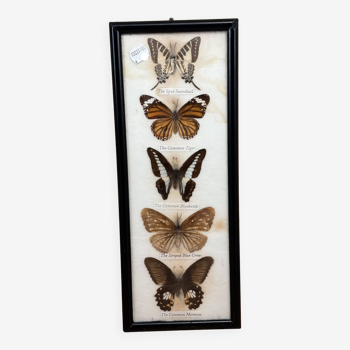 Decorative frame of naturalized butterflies