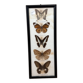 Decorative frame of naturalized butterflies