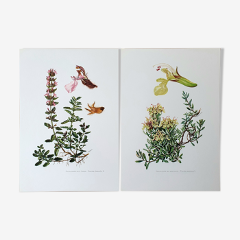 Duo of botanical plates