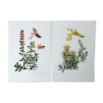 Duo of botanical plates