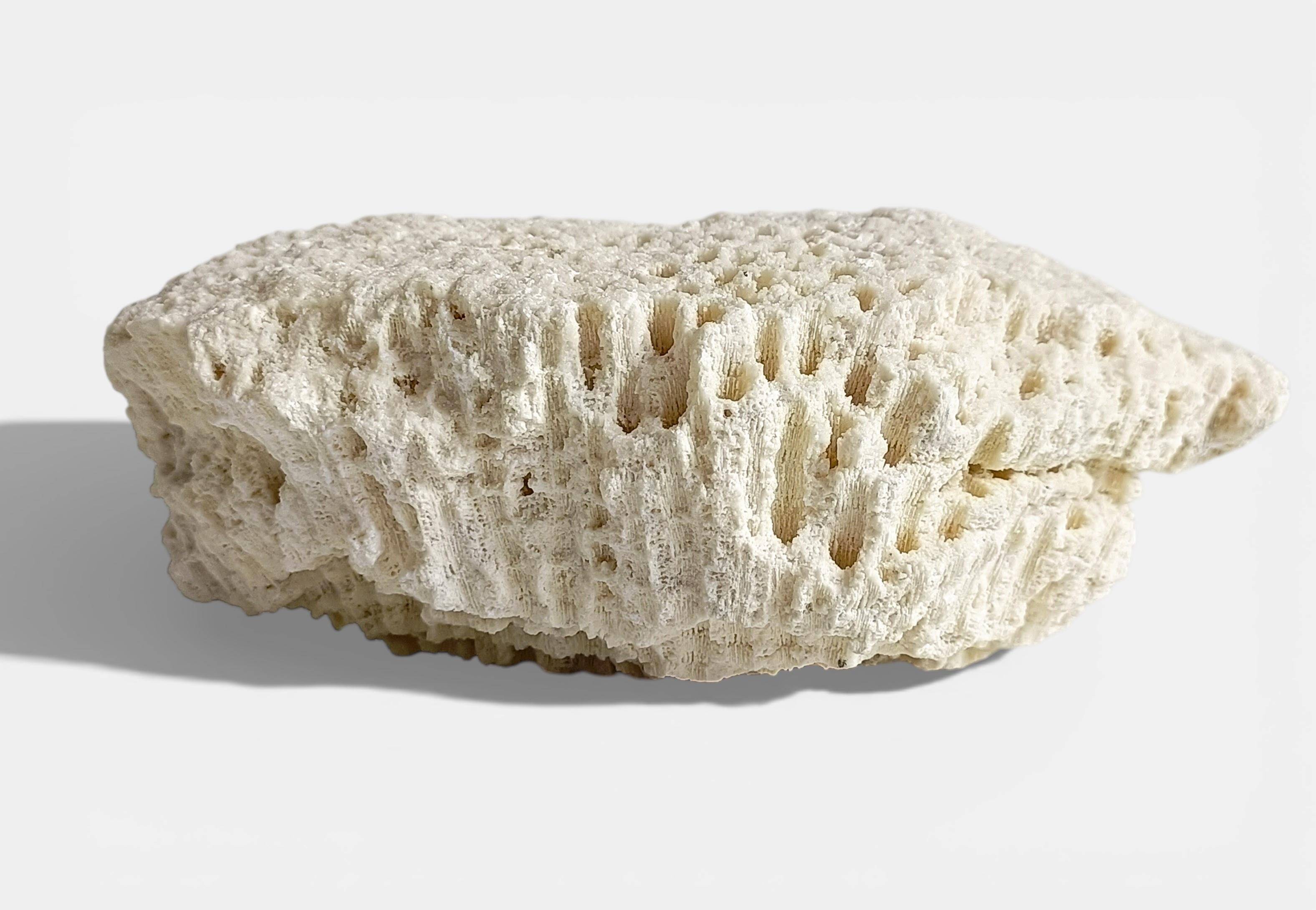 Sculptural White Coral Fossil, Organic Modern Decor from South Asia