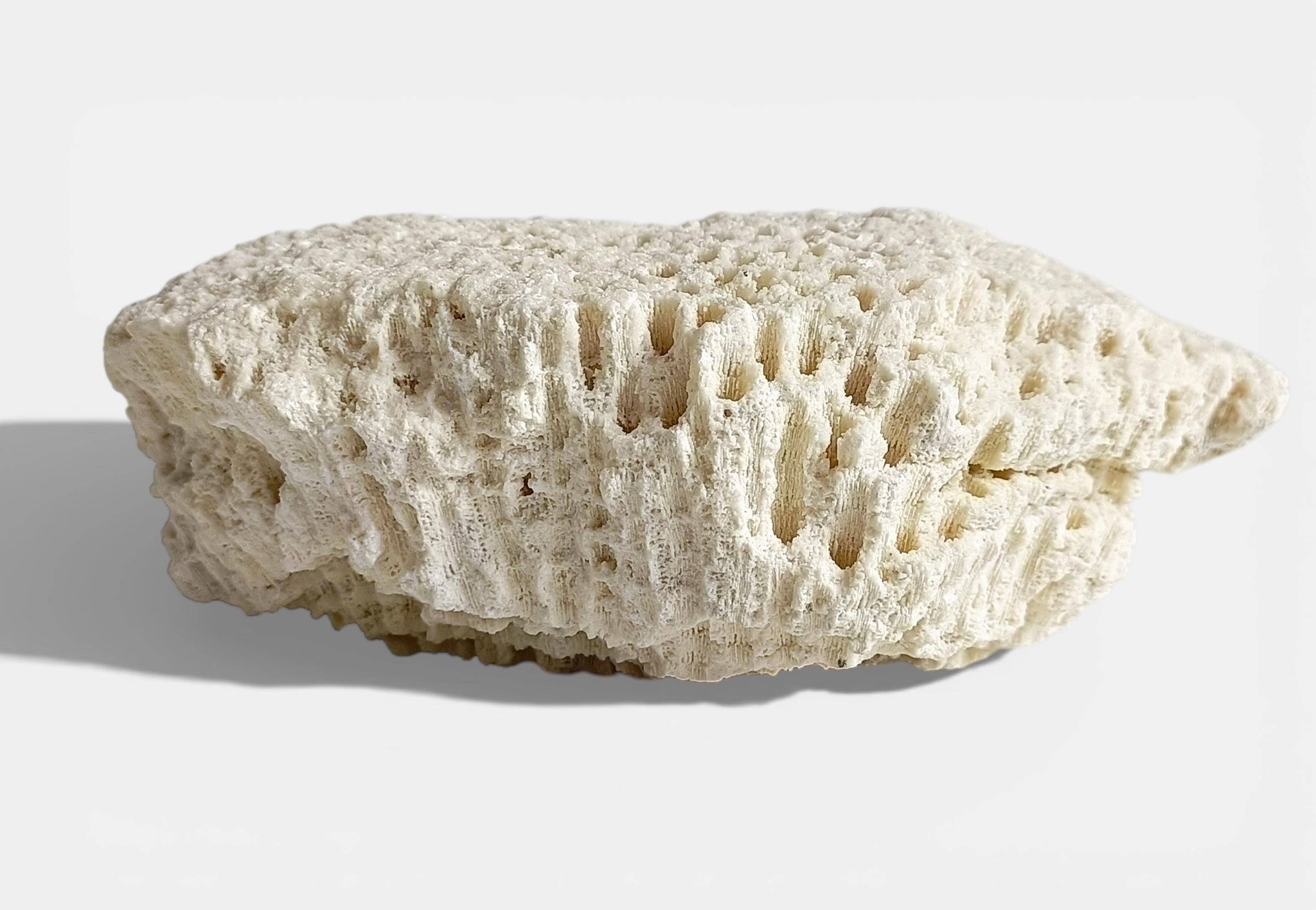 Sculptural White Coral Fossil, Organic Modern Decor from South Asia