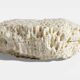 Sculptural White Coral Fossil, Organic Modern Decor from South Asia