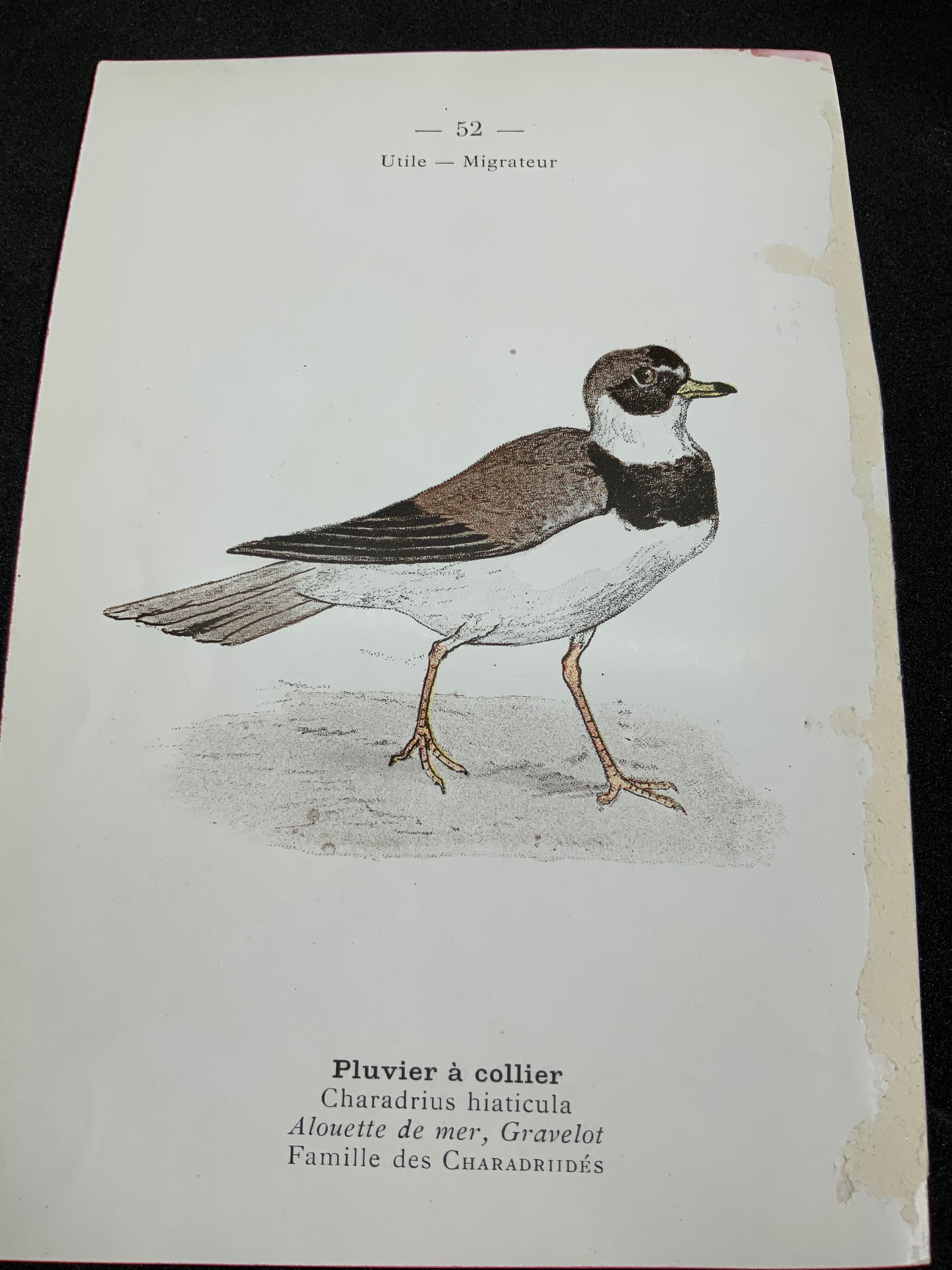 Naturalist plate old birds double-sided engraving work 1908 G. Denise