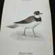 Naturalist plate old birds double-sided engraving work 1908 G. Denise