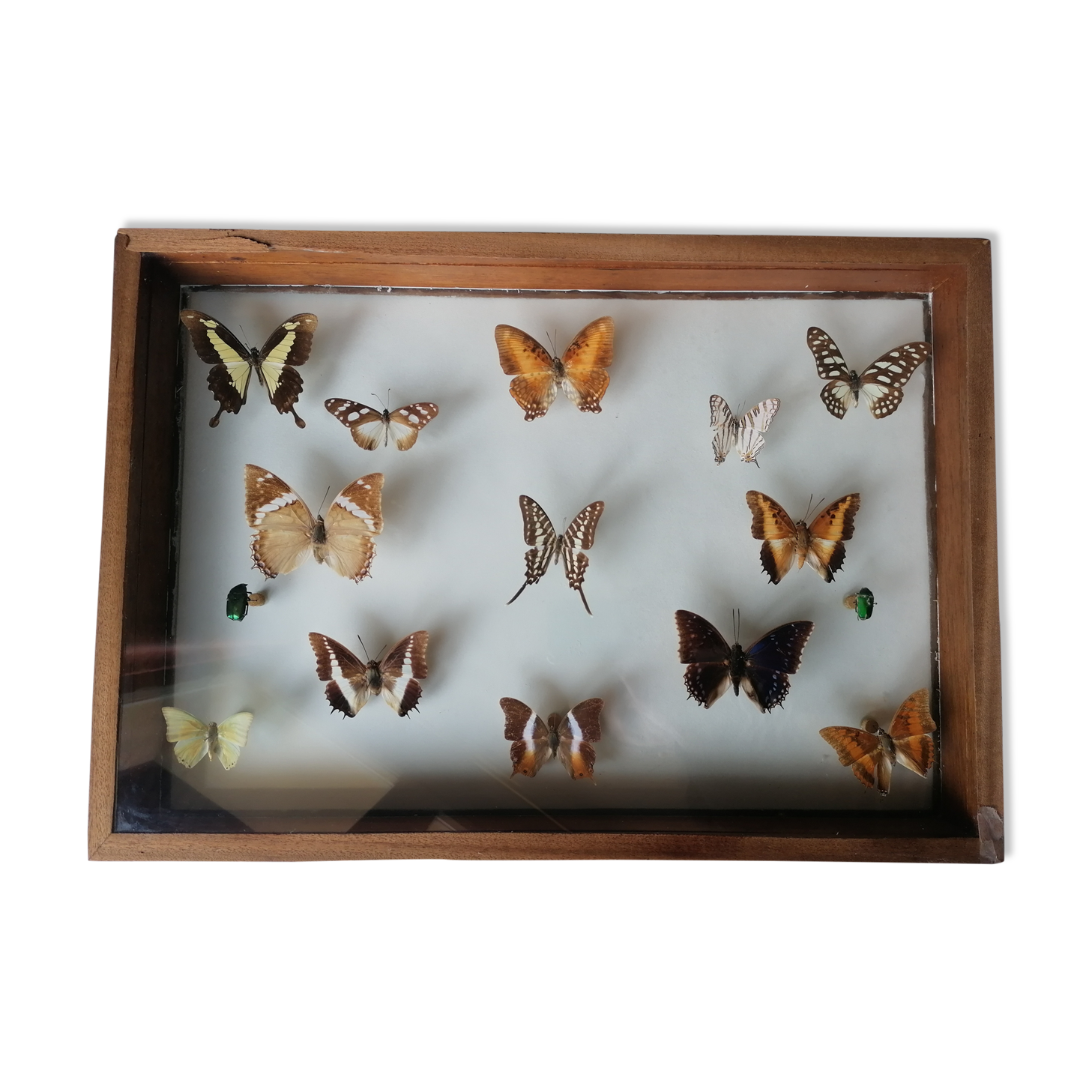 Cadre papillons taxidermie Kenya
