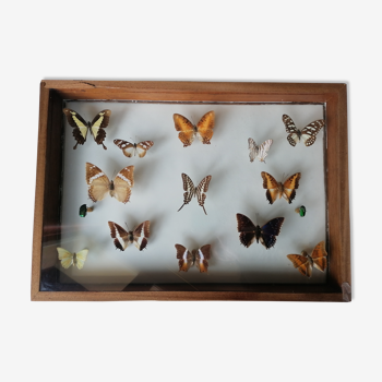 Cadre papillons taxidermie Kenya