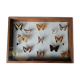 Cadre papillons taxidermie Kenya