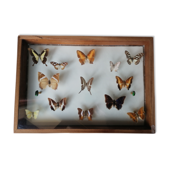 Frame butterflies taxidermy Kenya