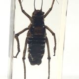 Lot of 3 insects under inclusion resin