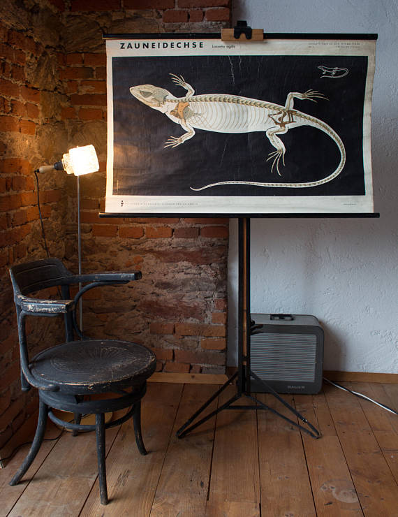 Displays educational lizard 1969