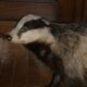 Naturalized badger on pedestal