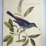 Antique bird engraving - The Bird-Cat - Zoological plate by Seligmann & Catesby