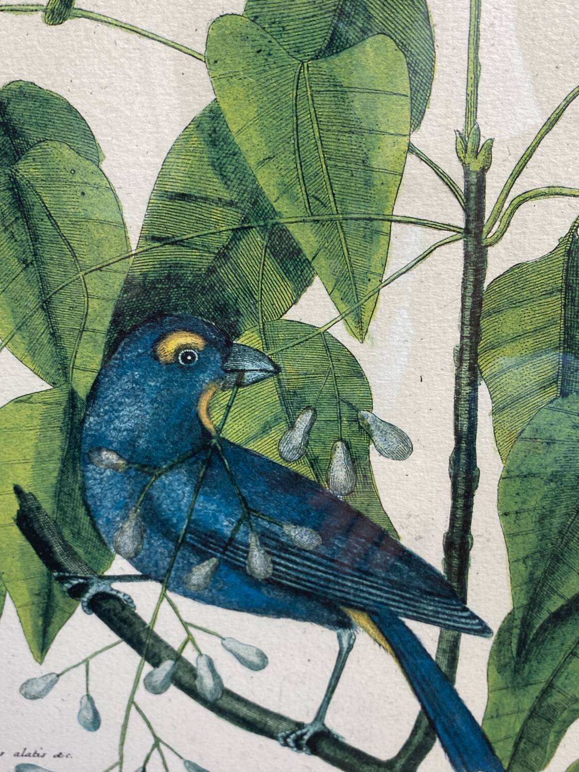 Ornithological posters