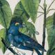 Ornithological posters