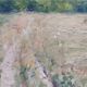 Impressionist painting The Millstones XIXth