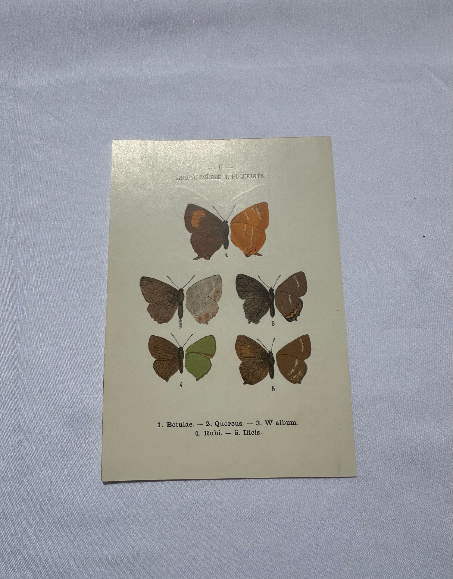 Naturalist plate engraving butterfly 19th century