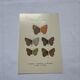 Naturalist plate engraving butterfly 19th century