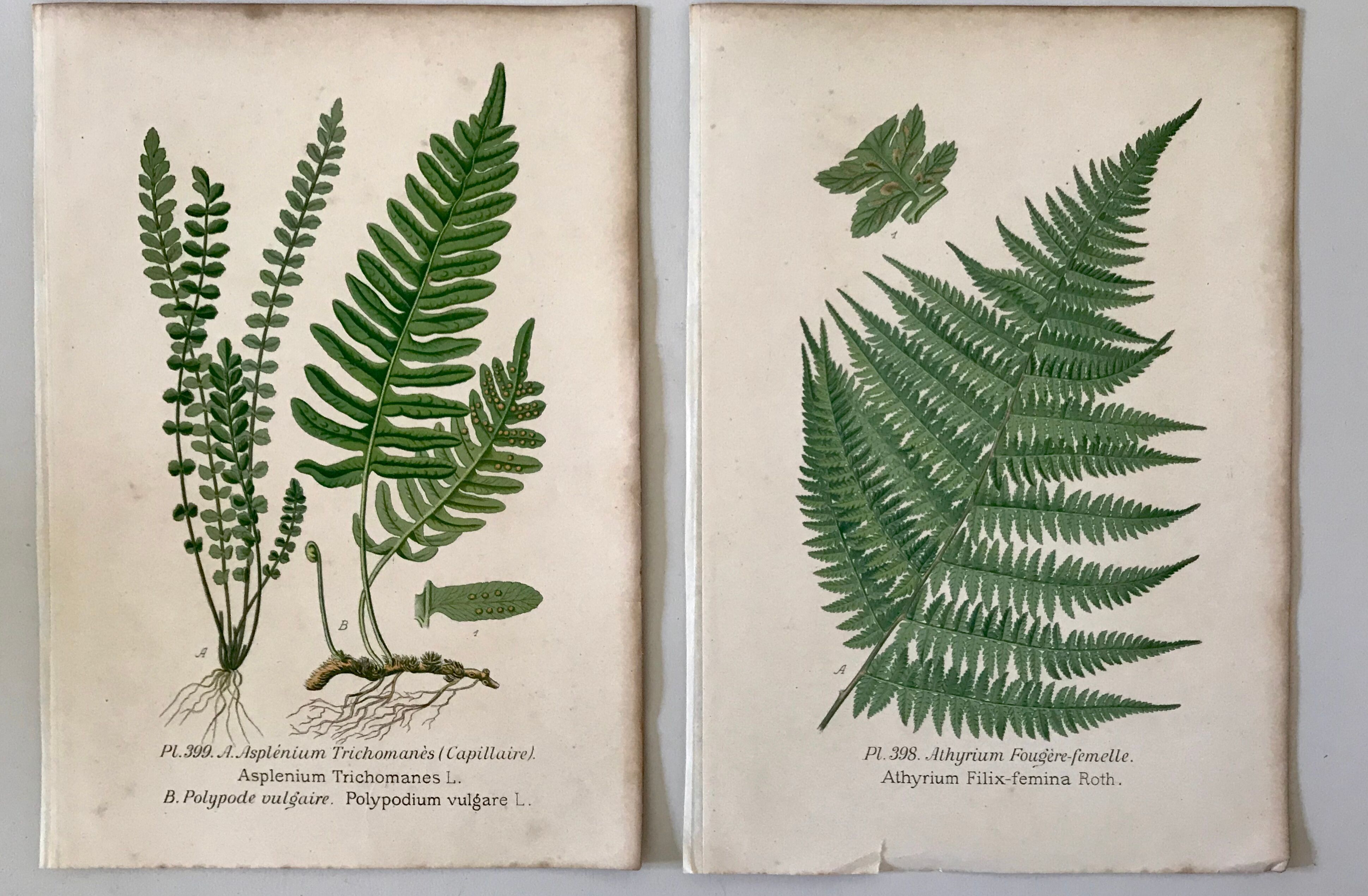 Lot of 4 botanical panches of ferns 19th century