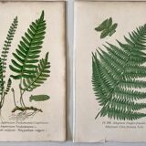 Lot of 4 botanical panches of ferns 19th century